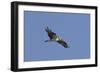 Osprey in Flight-Hal Beral-Framed Photographic Print