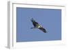 Osprey in Flight-Hal Beral-Framed Photographic Print