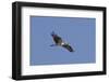 Osprey in Flight-Hal Beral-Framed Photographic Print