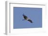 Osprey in Flight-Hal Beral-Framed Photographic Print