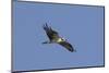 Osprey in Flight-Hal Beral-Mounted Photographic Print