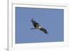 Osprey in Flight-Hal Beral-Framed Photographic Print