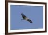 Osprey in Flight-Hal Beral-Framed Photographic Print