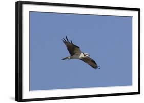 Osprey in Flight-Hal Beral-Framed Photographic Print