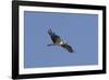 Osprey in Flight-Hal Beral-Framed Photographic Print