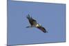 Osprey in Flight-Hal Beral-Mounted Photographic Print