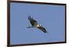 Osprey in Flight-Hal Beral-Framed Photographic Print