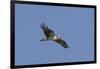 Osprey in Flight-Hal Beral-Framed Photographic Print