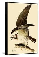 Osprey in Flight-John James Audubon-Framed Stretched Canvas