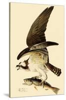 Osprey in Flight-John James Audubon-Stretched Canvas