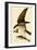 Osprey in Flight-John James Audubon-Framed Premium Giclee Print