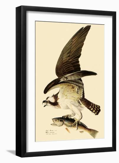 Osprey in Flight-John James Audubon-Framed Premium Giclee Print