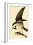 Osprey in Flight-John James Audubon-Framed Giclee Print