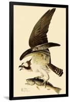 Osprey in Flight-John James Audubon-Framed Giclee Print