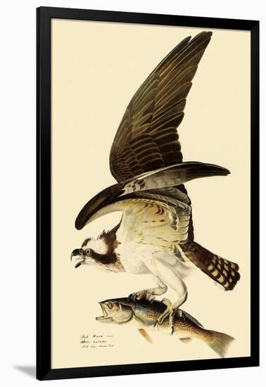 Osprey in Flight-John James Audubon-Framed Giclee Print