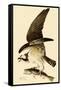Osprey in Flight-John James Audubon-Framed Stretched Canvas