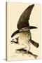 Osprey in Flight-John James Audubon-Stretched Canvas