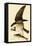 Osprey in Flight-John James Audubon-Framed Stretched Canvas