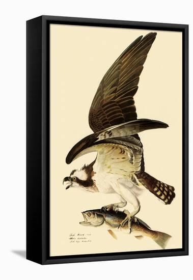 Osprey in Flight-John James Audubon-Framed Stretched Canvas