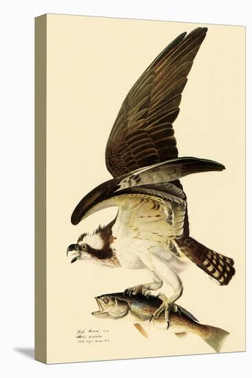 Osprey in Flight-John James Audubon-Stretched Canvas