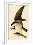 Osprey in Flight-John James Audubon-Framed Giclee Print