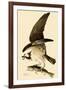 Osprey in Flight-John James Audubon-Framed Giclee Print