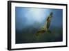 Osprey in the Evening Light-Jai Johnson-Framed Giclee Print