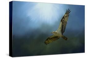 Osprey in the Evening Light-Jai Johnson-Stretched Canvas