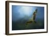 Osprey in the Evening Light-Jai Johnson-Framed Giclee Print