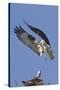 Osprey Landing at its Nest-Hal Beral-Stretched Canvas