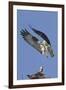 Osprey Landing at its Nest-Hal Beral-Framed Premium Photographic Print