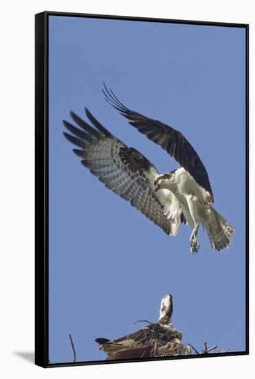 Osprey Landing at its Nest-Hal Beral-Framed Stretched Canvas