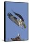 Osprey Landing at its Nest-Hal Beral-Framed Stretched Canvas
