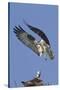 Osprey Landing at its Nest-Hal Beral-Stretched Canvas