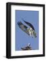 Osprey Landing at its Nest-Hal Beral-Framed Photographic Print