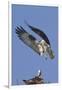 Osprey Landing at its Nest-Hal Beral-Framed Photographic Print