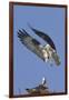 Osprey Landing at its Nest-Hal Beral-Framed Photographic Print