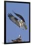 Osprey Landing at its Nest-Hal Beral-Framed Photographic Print