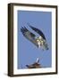 Osprey Landing at its Nest-Hal Beral-Framed Photographic Print