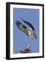 Osprey Landing at its Nest-Hal Beral-Framed Photographic Print