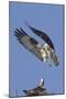 Osprey Landing at its Nest-Hal Beral-Mounted Photographic Print