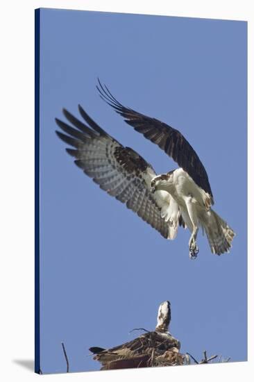 Osprey Landing at its Nest-Hal Beral-Stretched Canvas