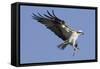 Osprey Landing with Fish in it's Talons-Hal Beral-Framed Stretched Canvas