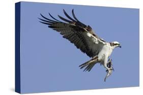 Osprey Landing with Fish in it's Talons-Hal Beral-Stretched Canvas