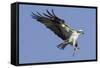 Osprey Landing with Fish in it's Talons-Hal Beral-Framed Stretched Canvas