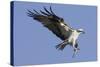 Osprey Landing with Fish in it's Talons-Hal Beral-Stretched Canvas