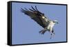 Osprey Landing with Fish in it's Talons-Hal Beral-Framed Stretched Canvas