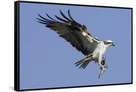 Osprey Landing with Fish in it's Talons-Hal Beral-Framed Stretched Canvas