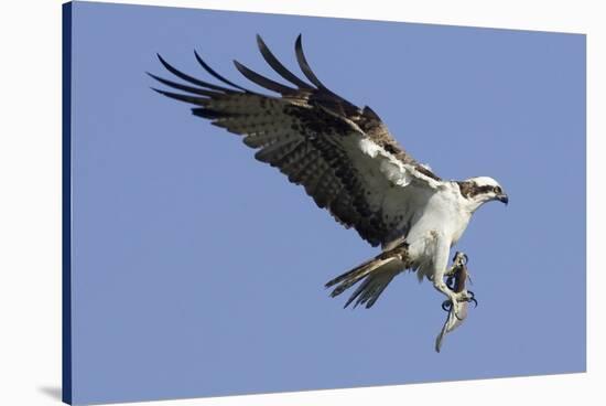 Osprey Landing with Fish in it's Talons-Hal Beral-Stretched Canvas