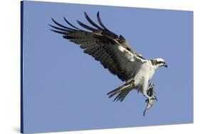 Osprey Landing with Fish in it's Talons-Hal Beral-Stretched Canvas